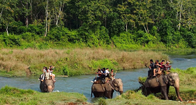 Elephant Safari