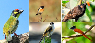 Birds Seen in Chitwan National Park