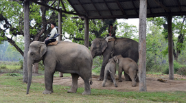 Elephant Breeding Center, Chitwan National Park