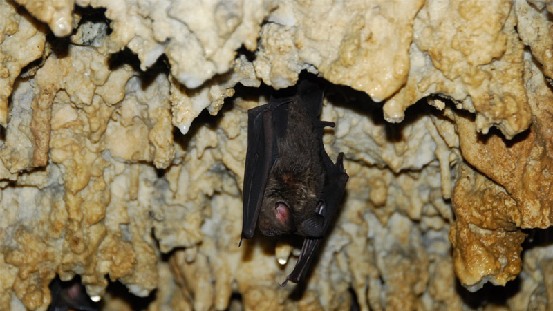 Suggested Bat Cave Tour Packages