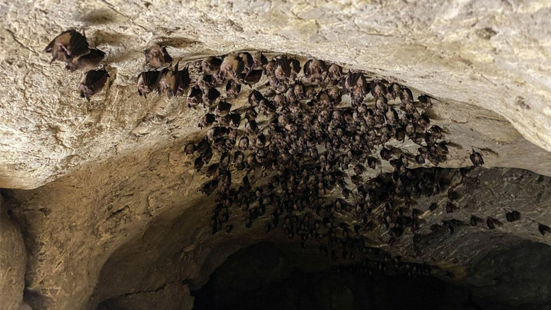 Visiting Bat Cave (Chamero Gufa)