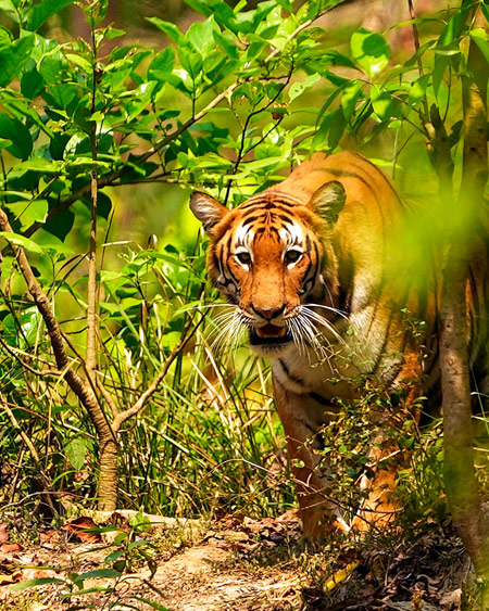 nature and wildlife tours in nepal